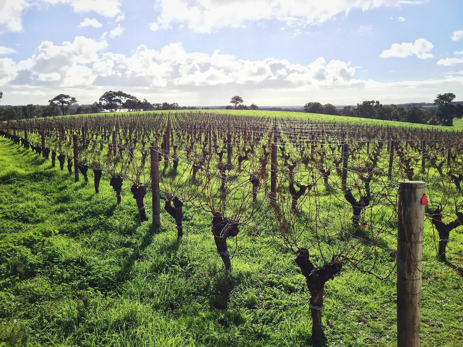 Green grass between rows of bare grapevines at a Margaret River winery under a cloudy sky